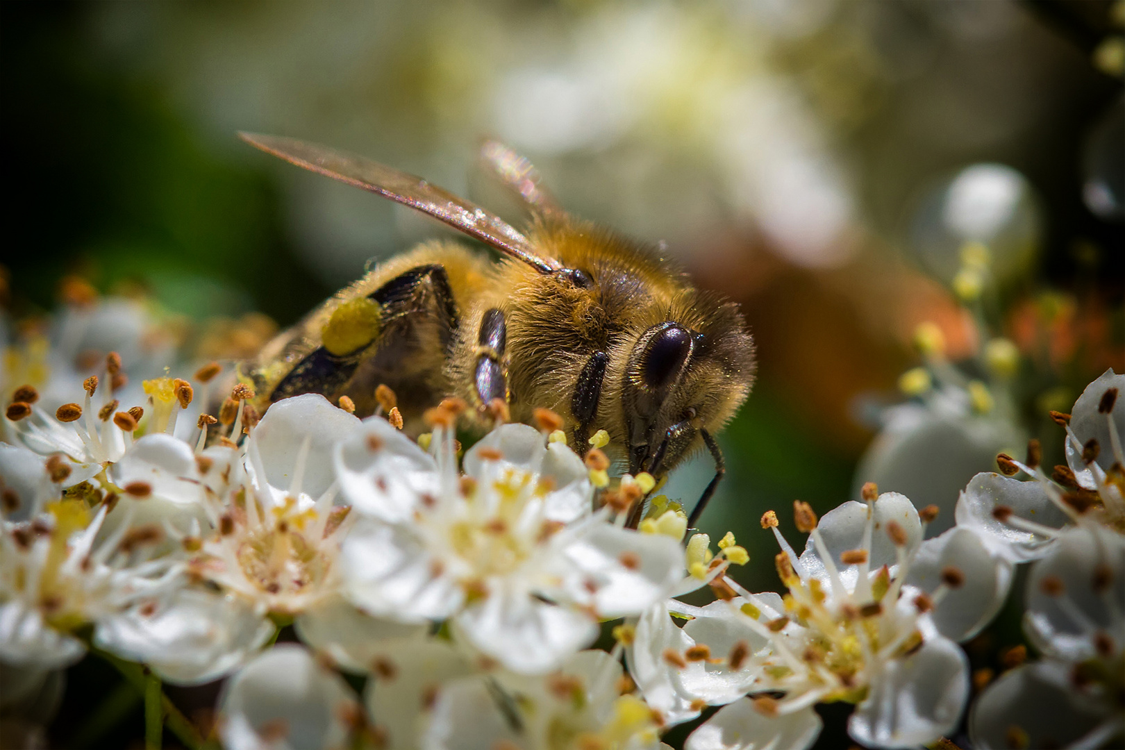 Biene mit Pollen