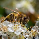 Biene mit Pollen