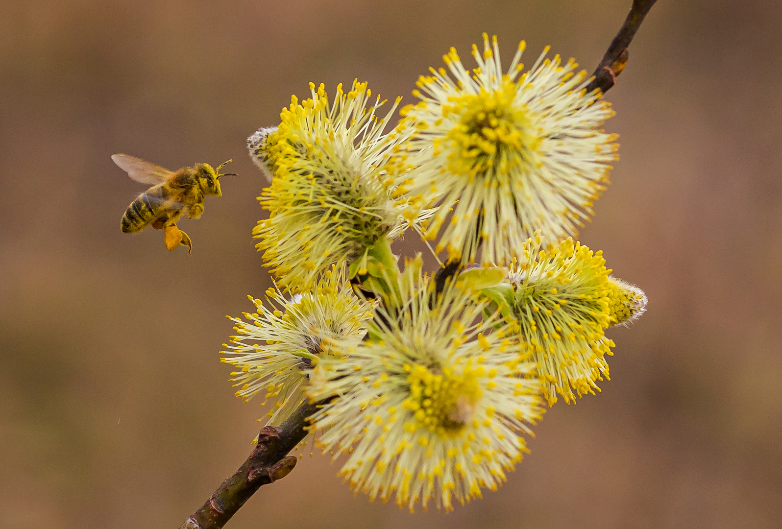 Biene mit Pollen im Anflug an eine Haselnussblüte