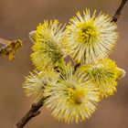 Biene mit Pollen im Anflug an eine Haselnussblüte