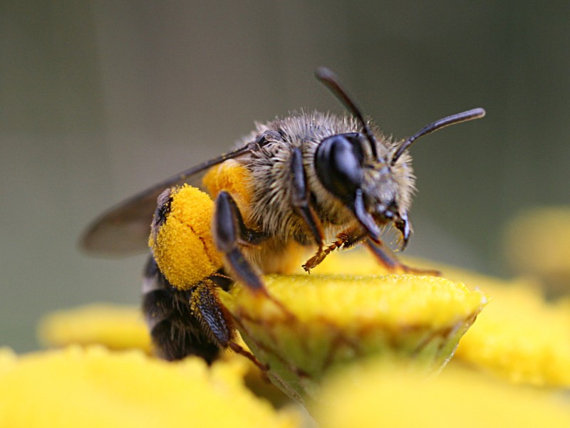 Biene mit (Pollen)Höschen
