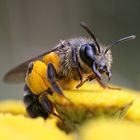 Biene mit (Pollen)Höschen