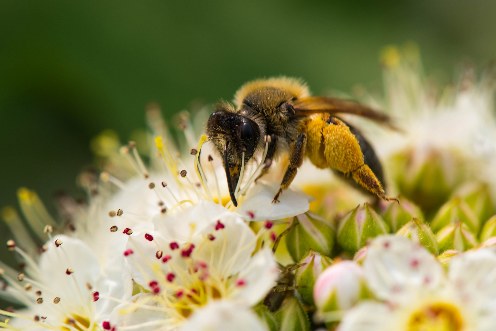 Biene mit Pollenhöschen auf Blüten