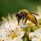 Biene mit Pollenhöschen auf Blüten