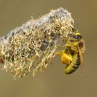 Biene mit Pollenhosen 