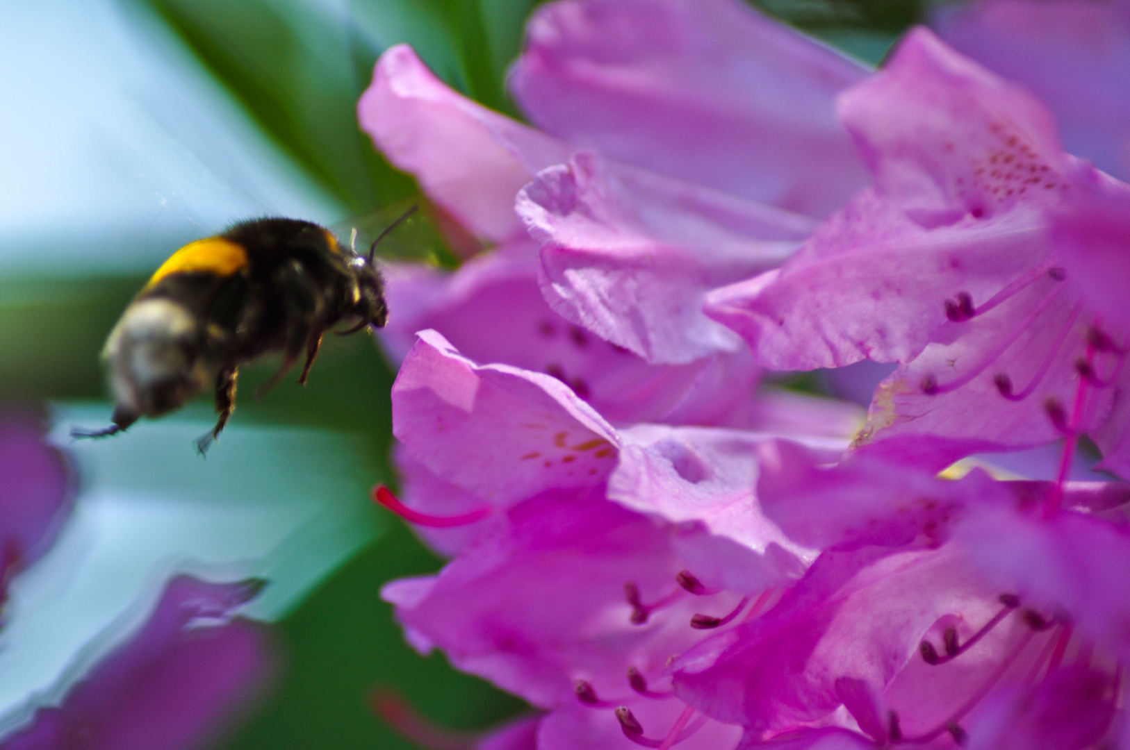 Biene mit Rododendron