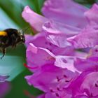 Biene mit Rododendron