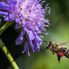 Biene mit rotem Pollenpaket