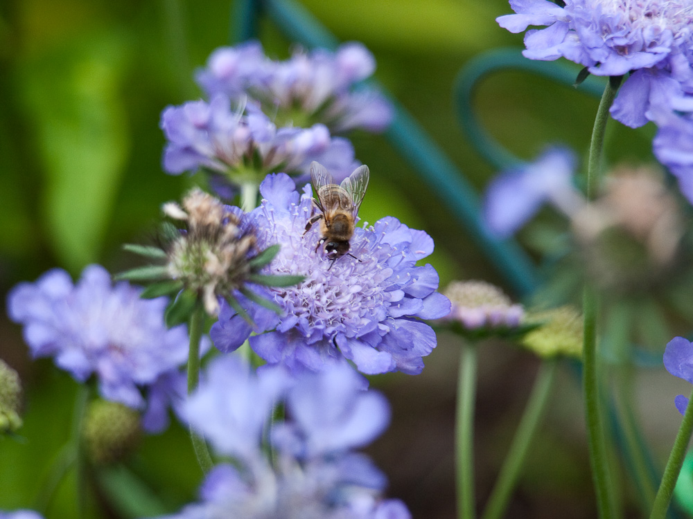 Biene mit Scabiosa