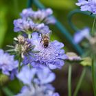 Biene mit Scabiosa