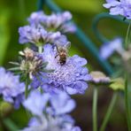 Biene mit Scabiosa