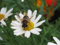 Biene mit Sonnenbrille