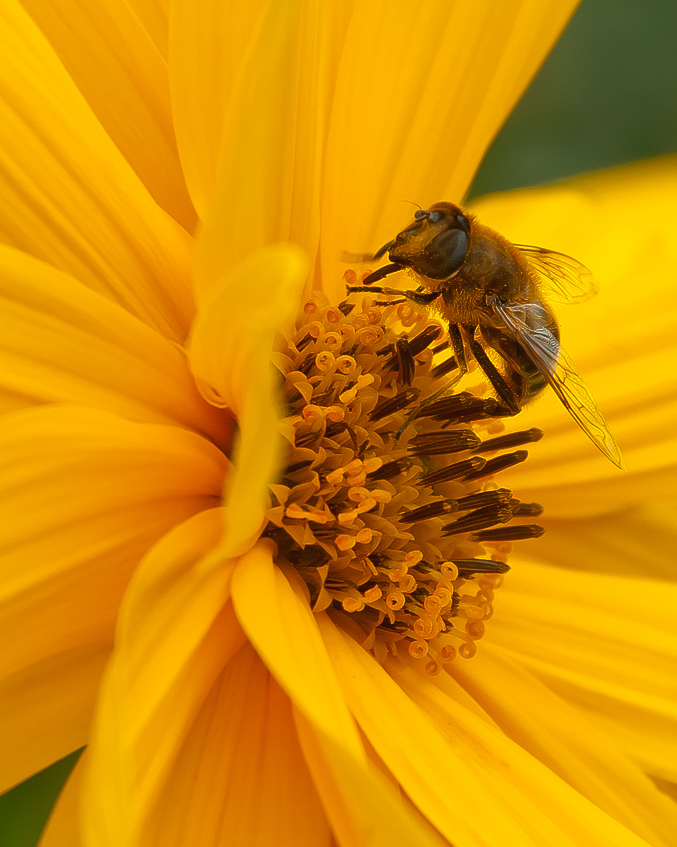 Biene mit Sonnenbrille