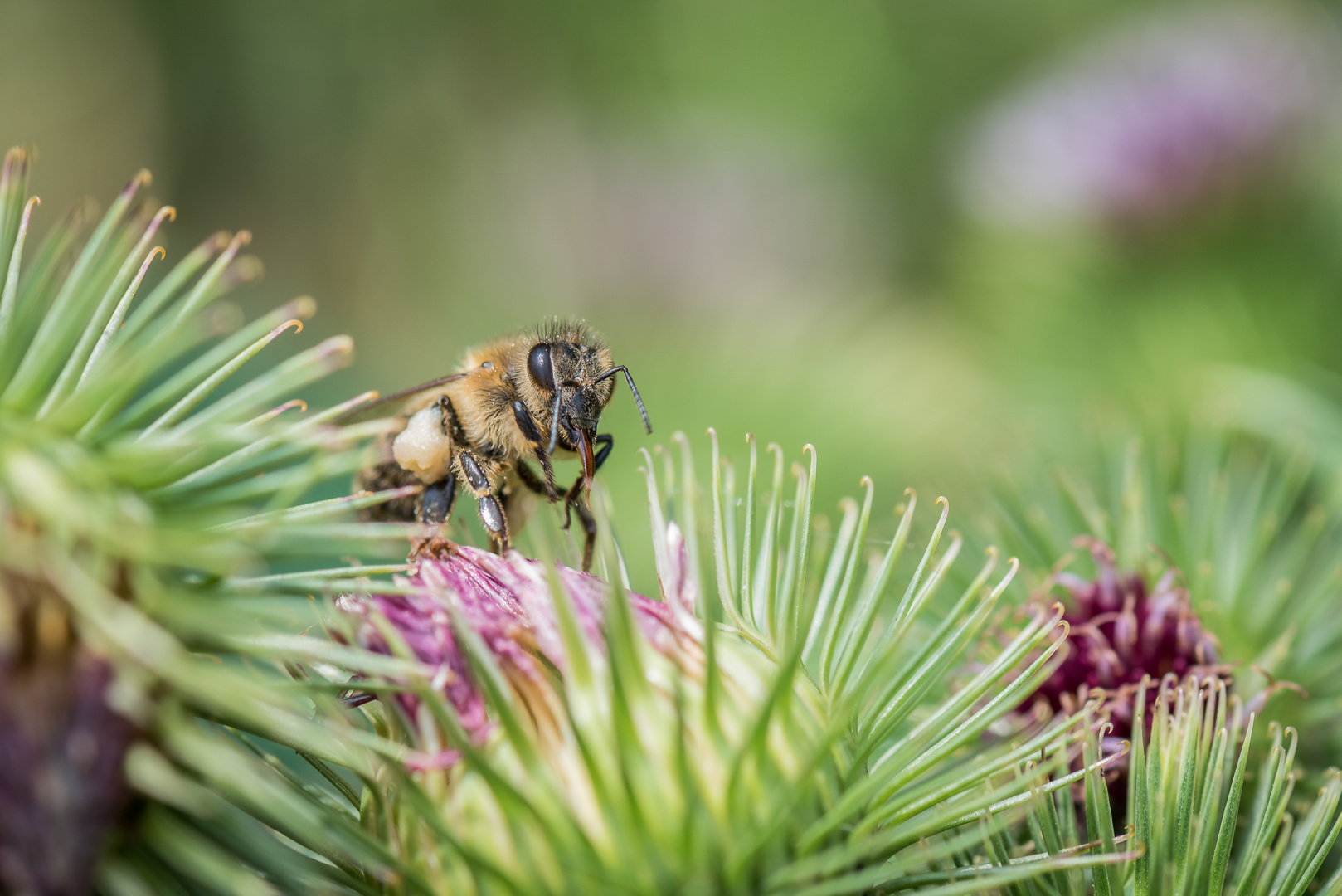 Biene mit Stachel