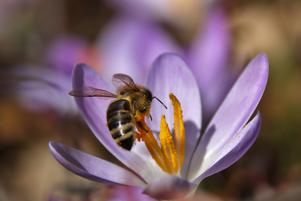 Biene mit "Turnübung" am Blütenstempel
