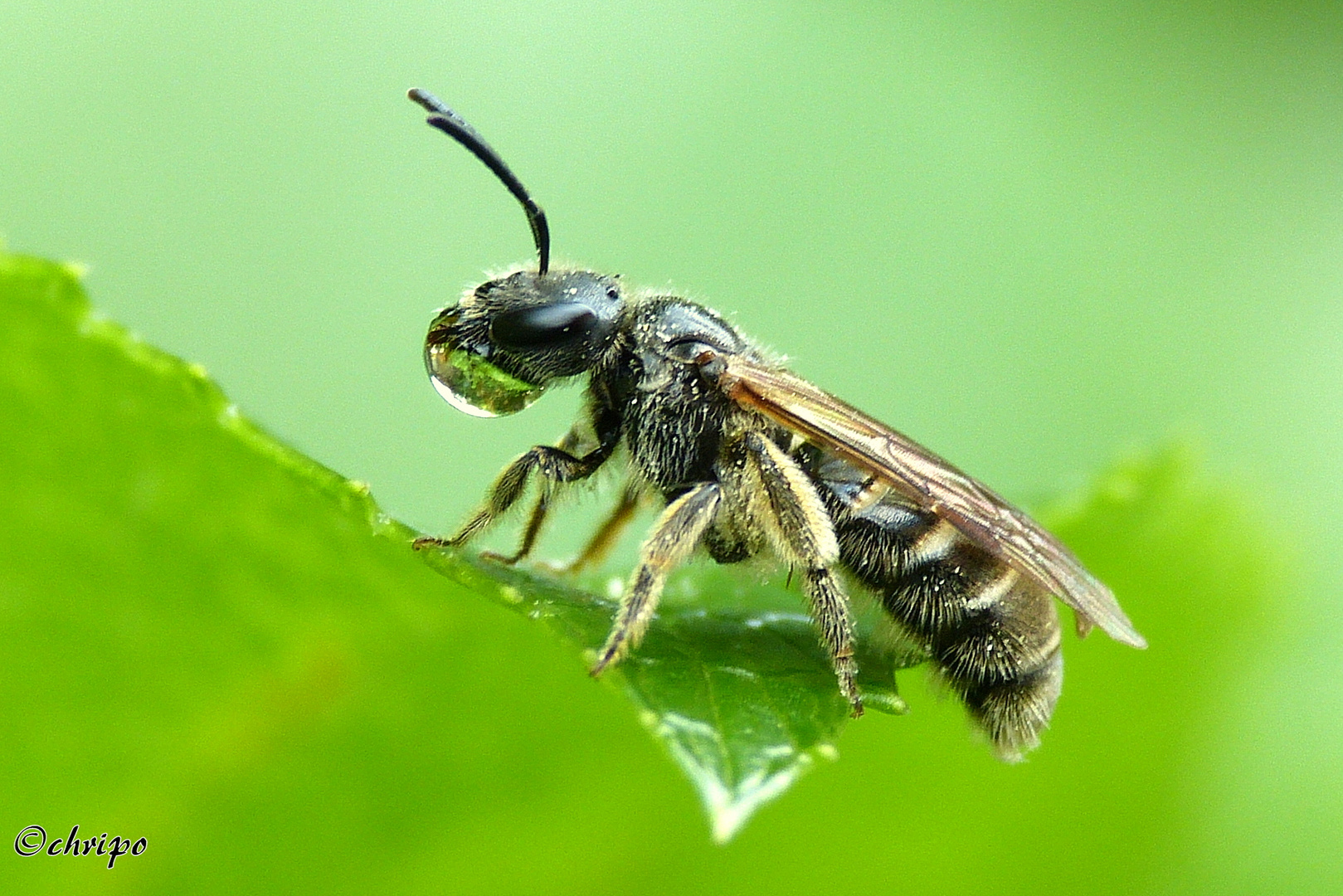 Biene mit Wassertropfen