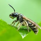 Biene mit Wassertropfen