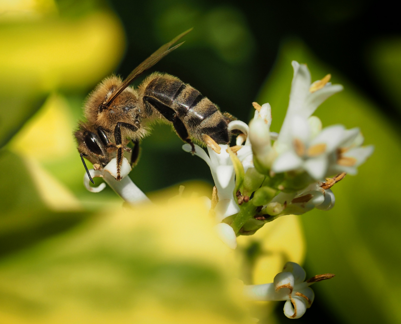 Biene mit Wespentaille