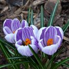 Biene mit zarte Krokusblüten