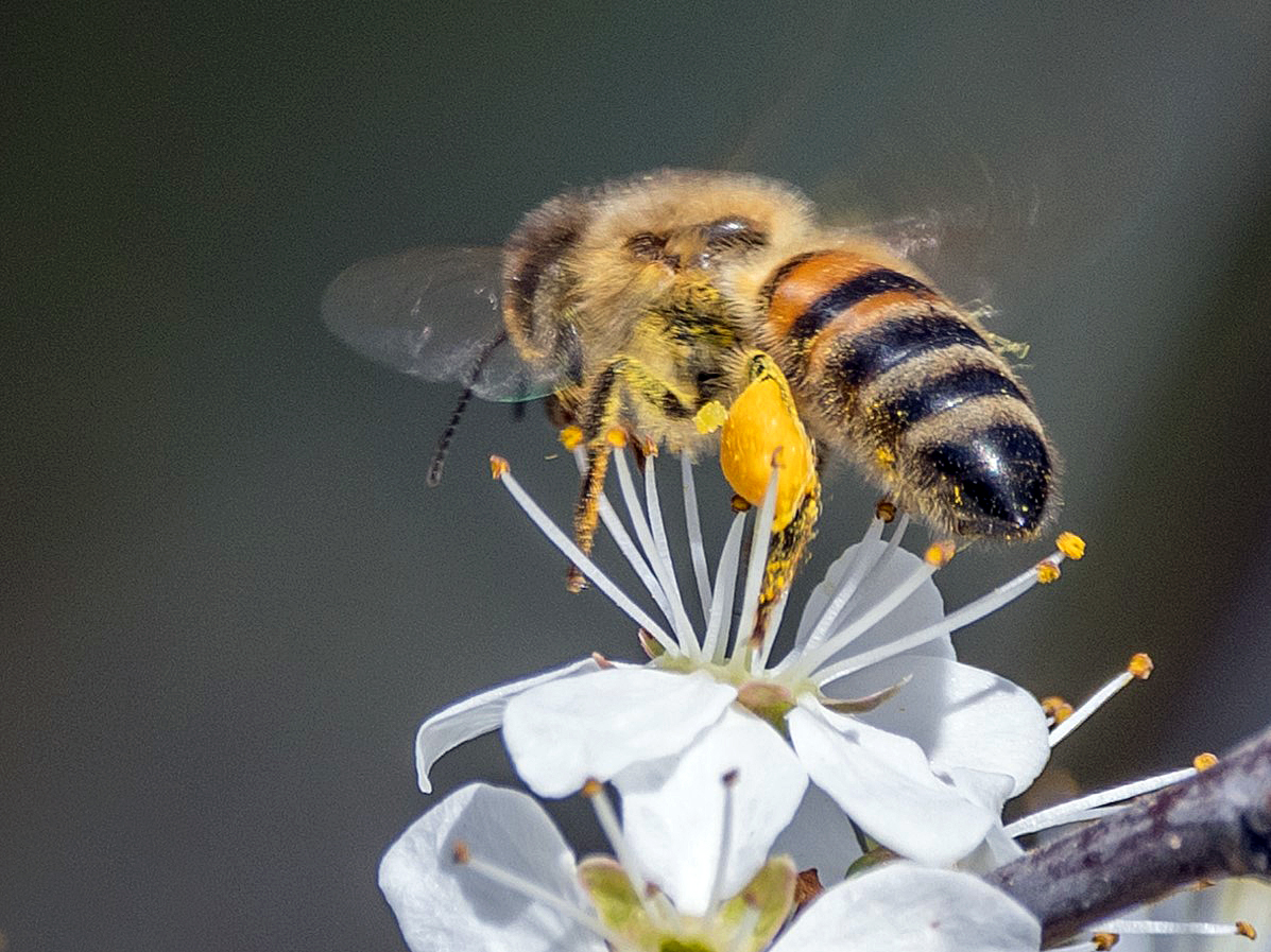 Biene mit zwei Gesichtern