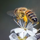 Biene mit zwei Gesichtern