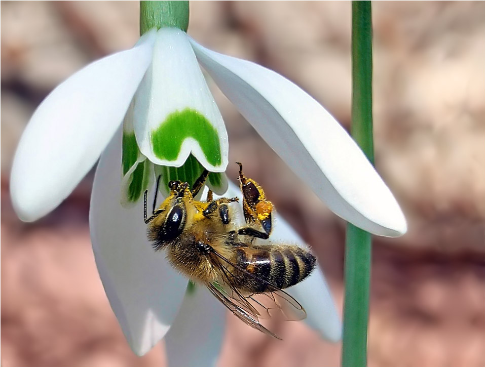 Biene Mitte Februar beim Schneeglöckchen in verbesserter Version