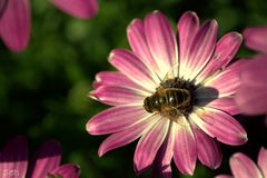 Biene nach Landung auf Blume