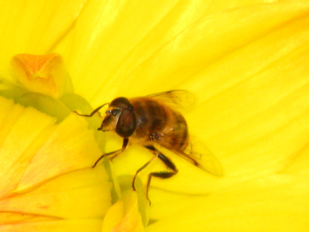 Biene ( Nahaufname ) auf einer Dahlie 001