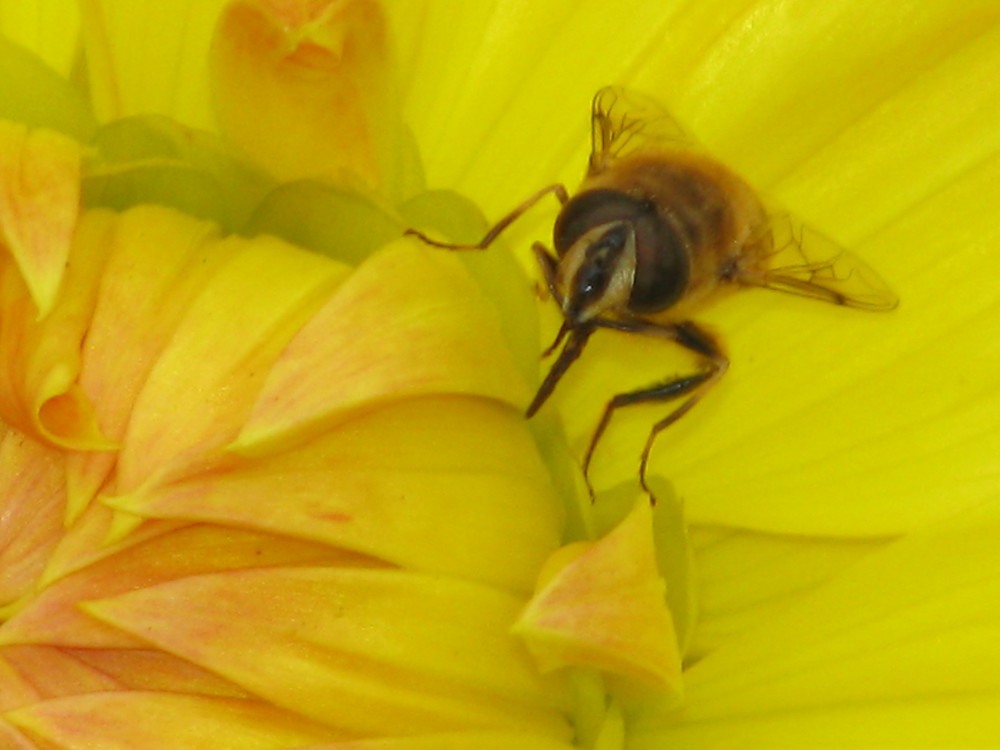 Biene ( Nahaufname ) auf einer Dahlie 002