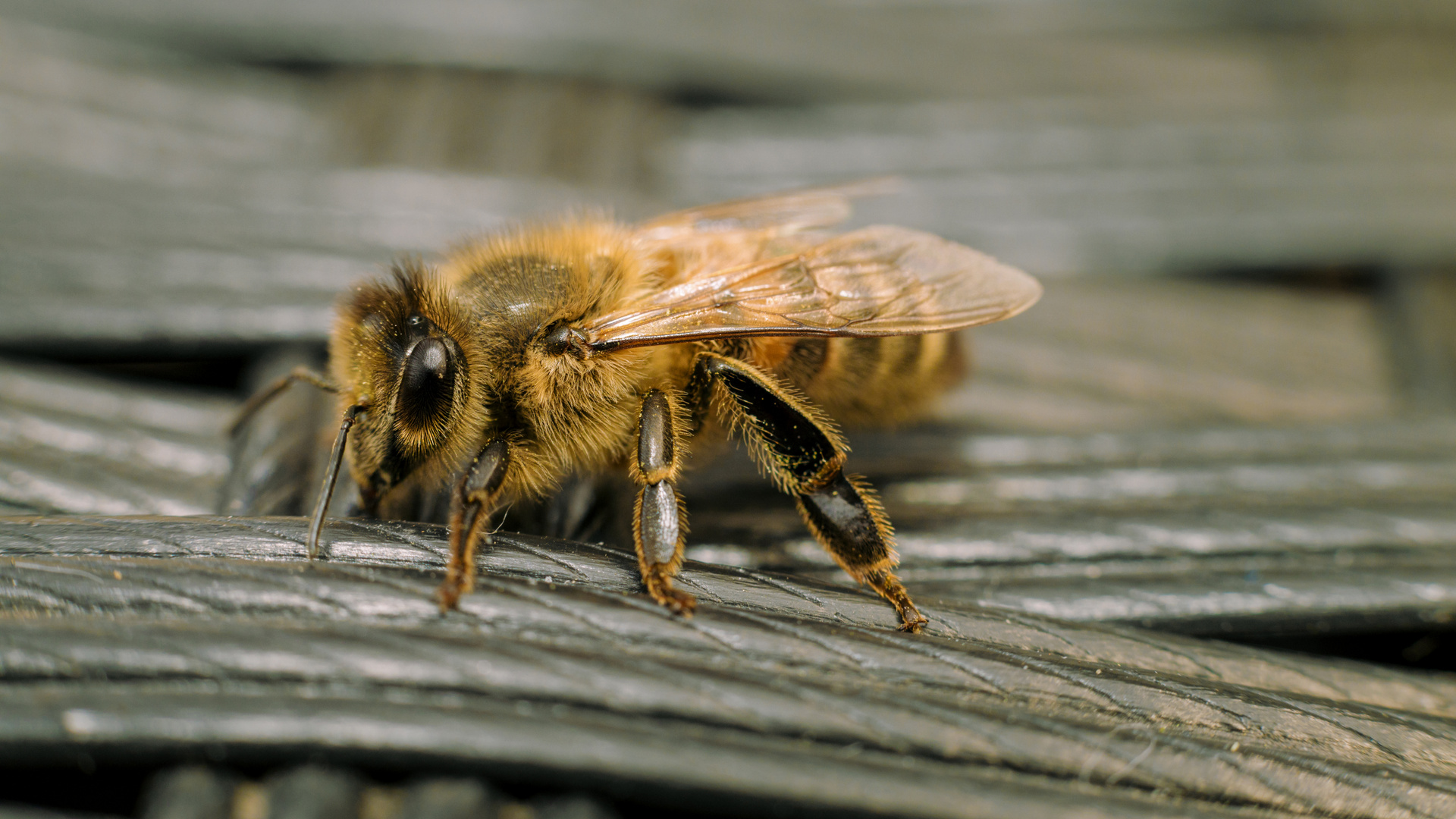 Biene nass geworden, daher kurzzeitig flugunfähig