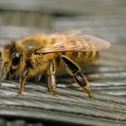 Biene nass geworden, daher kurzzeitig flugunfähig