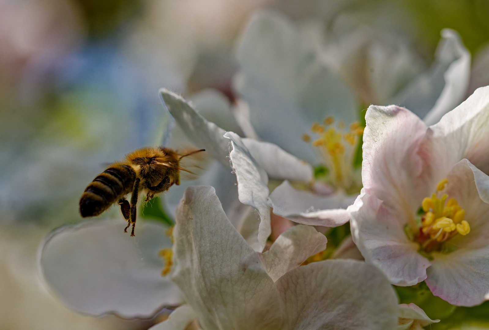 Biene neue Blüte suchend