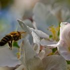 Biene neue Blüte suchend