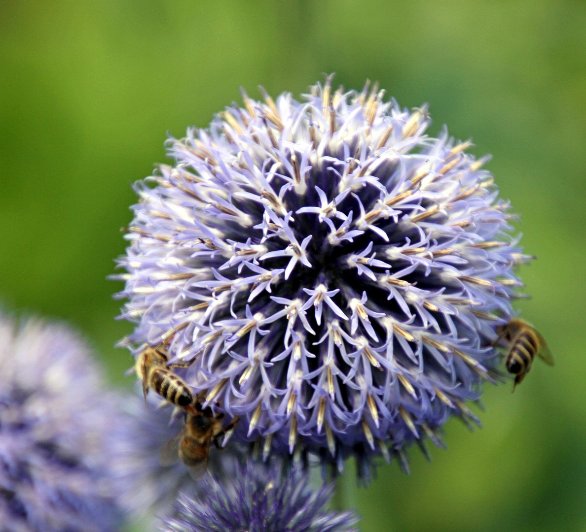 Biene nistet sich in die Blüte ein auf der Insel Mainau am Bodensee