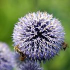 Biene nistet sich in die Blüte ein auf der Insel Mainau am Bodensee