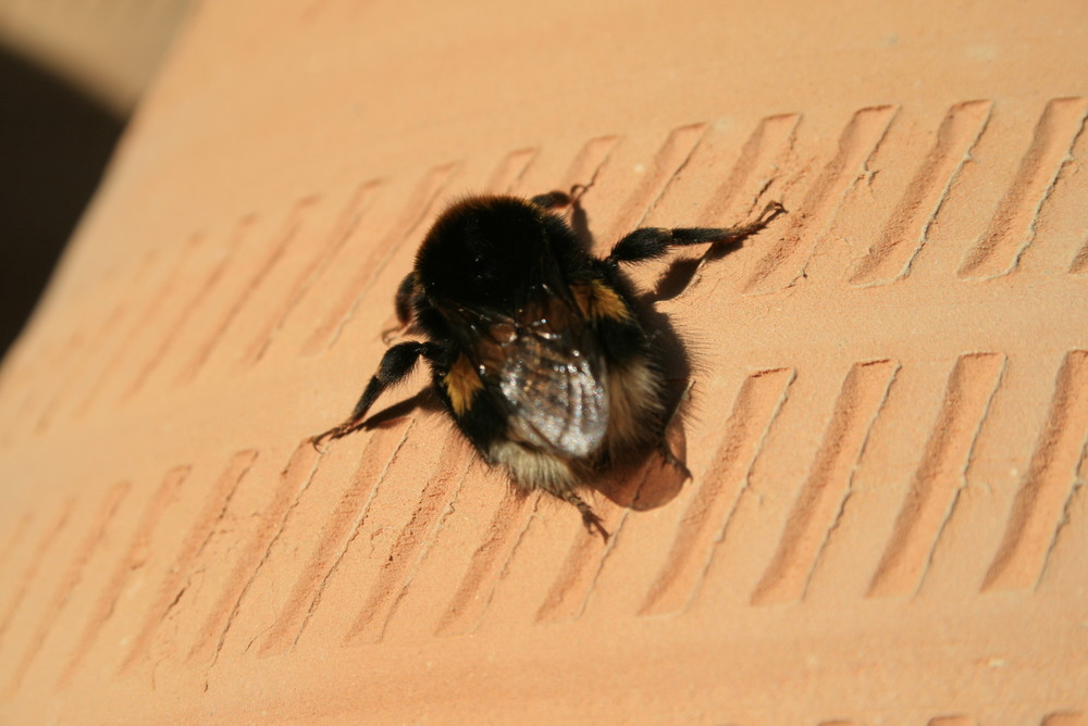 Biene oder ähnliches