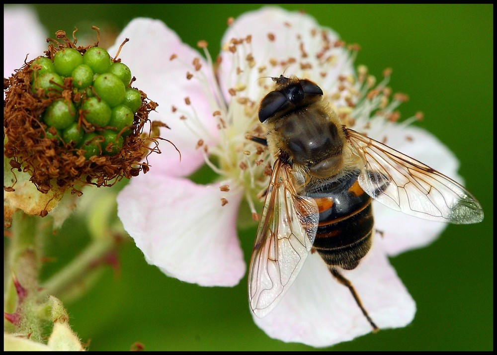 Biene oder Fliege????.........