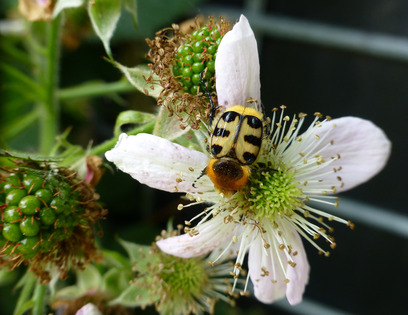 Biene oder Fliege?