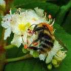 Biene oder Hummel