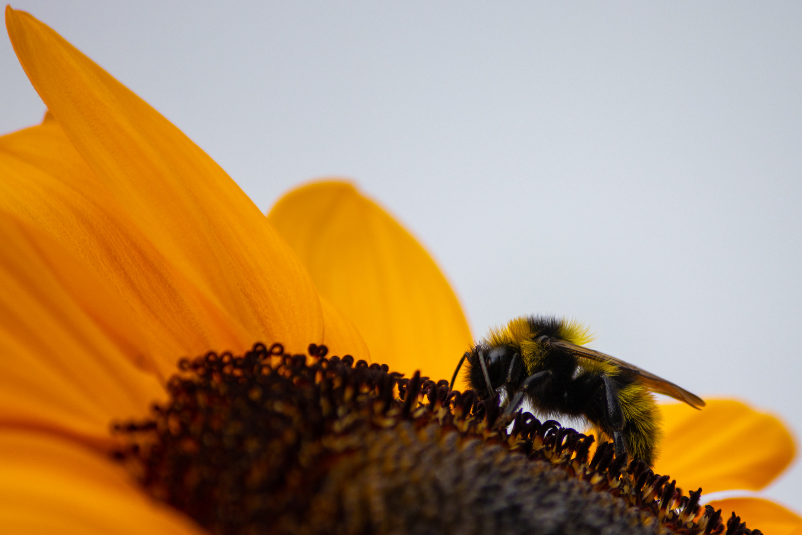 Biene oder Hummel auf Sonnenblume