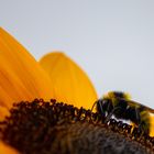 Biene oder Hummel auf Sonnenblume