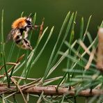 Biene oder Hummel? (bei ISO 1600)