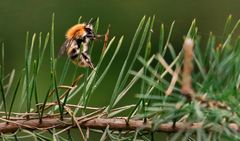 Biene oder Hummel? (bei ISO 1600)