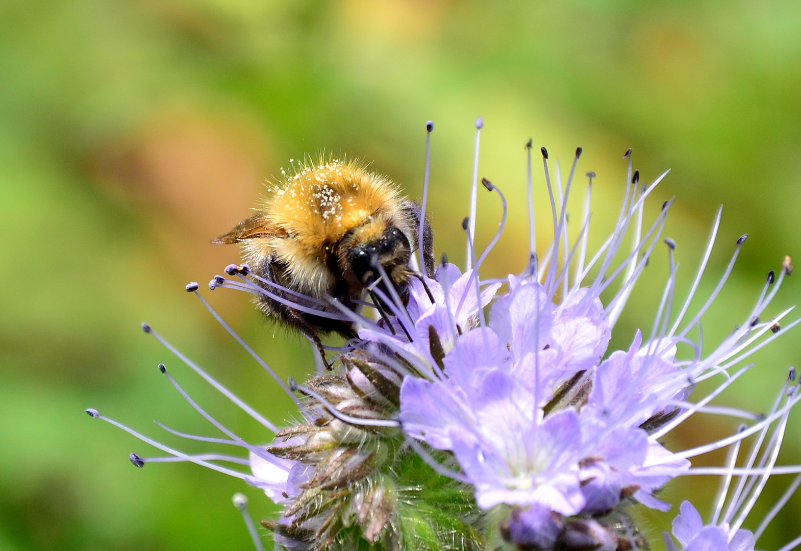 #...Biene oder Hummel......#