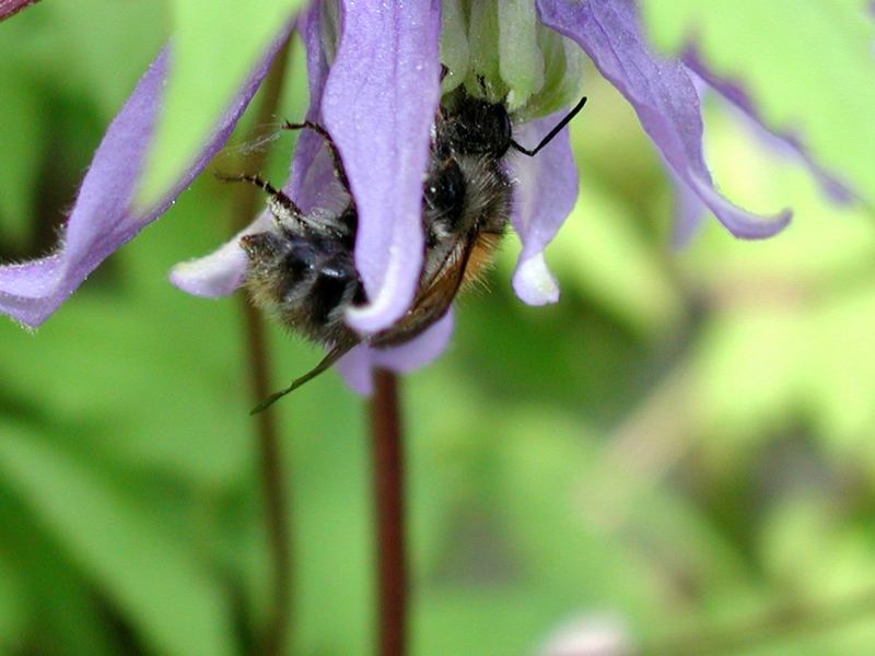 Biene (oder Hummel) in Waldrebenblüte