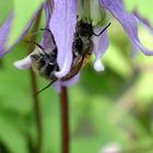 Biene (oder Hummel) in Waldrebenblüte