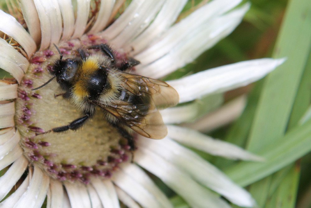 Biene oder Hummel? na, auf jeden Fall 'ne Silberdistel :-)