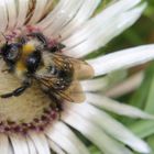 Biene oder Hummel? na, auf jeden Fall 'ne Silberdistel :-)