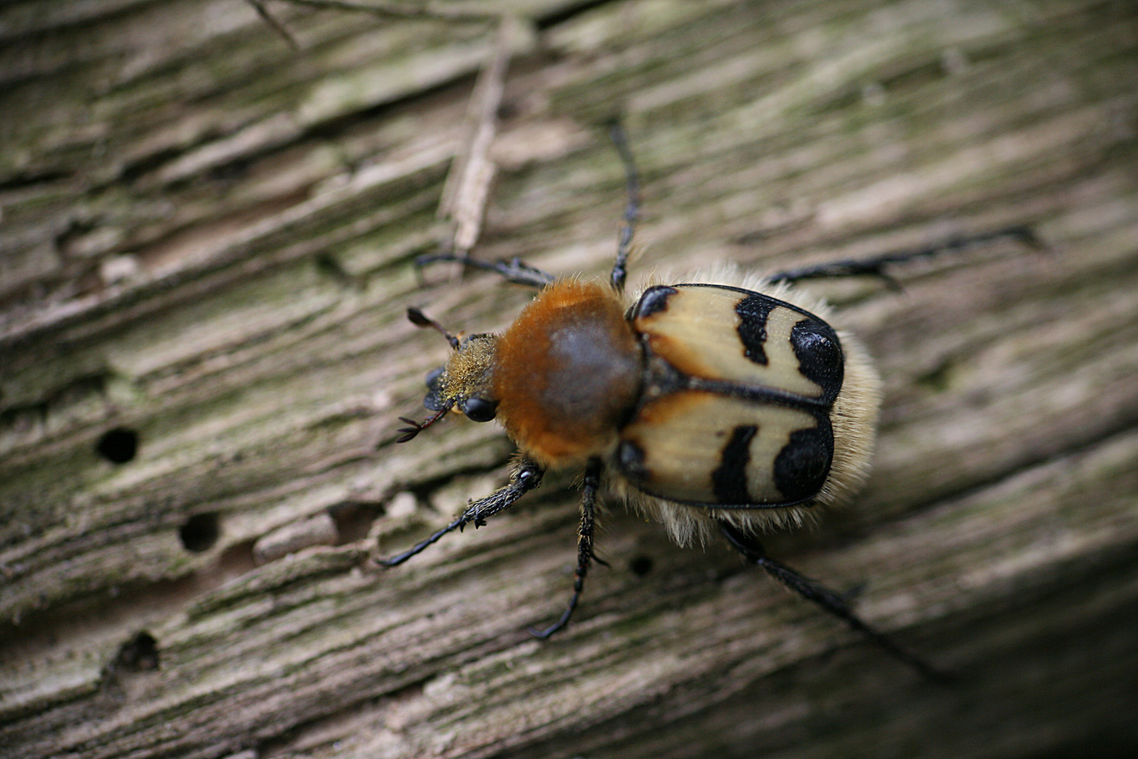 Biene oder Käfer oder was ?