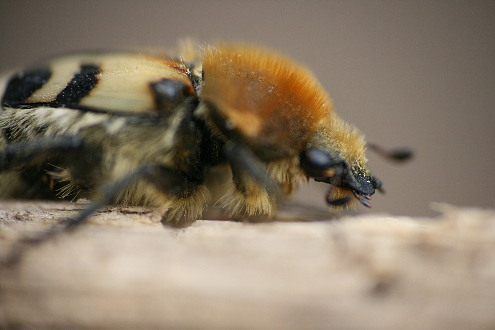 Biene oder Käfer oder was?